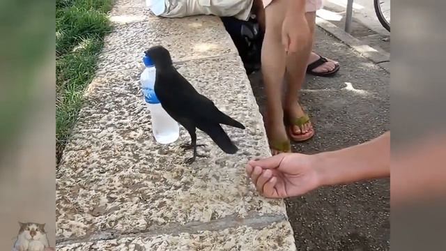 Аномальная жара в Республике Алтай! смотреть онлайн