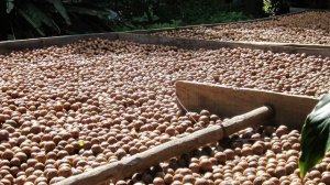 ✅ОРЕХ МАКАДАМИЯ. ПОЛЕЗНЫЕ СВОЙСТВА. 10 ФАКТОВ.