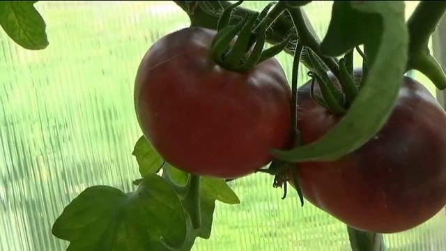 Овощи в теплице на 10 июля. Сибирь смотреть онлайн