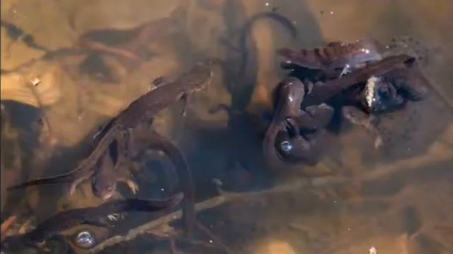 Углозуб сибирский,  самая северная саламандра