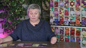 СЕРАЯ ГНИЛЬ НА АСТРЕ ЧТО ДЕЛАТЬ ✔️ Уход за Астрой ✔️ Сохнут листья Астры hitsad tv