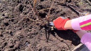 Как реанимировать розы весной после неудачной зимовки.