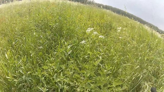 По полю 7 июня 2014