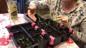 агроплант удобрение правда или развод