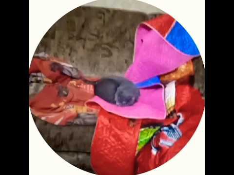 Муся спит ! смотреть онлайн