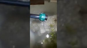 Разведение раков дома