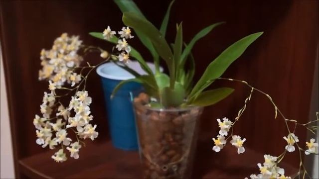 Orchid - Oncidium Twinkle 'White Fantasy' in Full Bloom смотреть онлайн