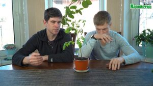 ПОЧЕМУ У ТОМАТОВ СИНЕЮТ СТЕБЛИ И ЛИСТЬЯ? КАК ИСПРАВИТЬ?