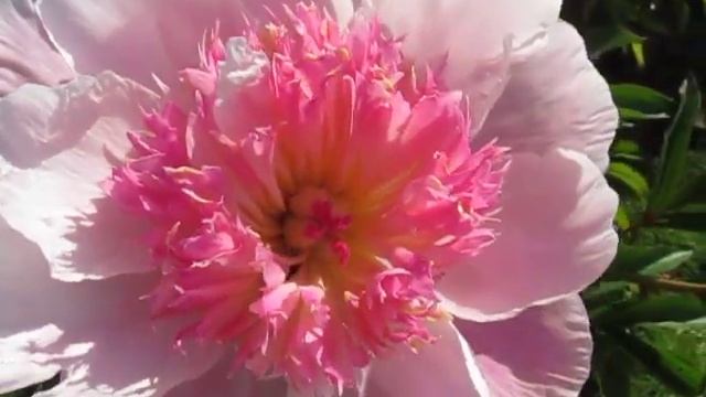 Мадам Баттерфляй, японская форма цветка смотреть онлайн