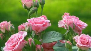 Христианское поздравление с Днём Рождения！