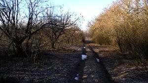 русские гончии Докучай и Певка