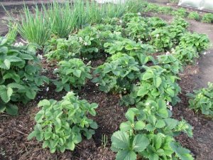 ПОДРОБНЫЙ ОБЗОР ТЕПЛИЦЫ И ОГОРОДА!!!