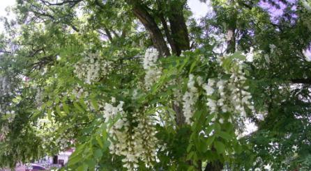 СКОЛЬКО ДАЛА МЁДА БЕЛАЯ АКАЦИЯ 2021.Когда менять маток?Профилактика Варроатоза. смотреть онлайн