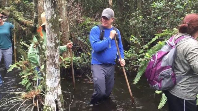 Swamp Walk - Big Cypress Gallery | Interviews #1 смотреть онлайн