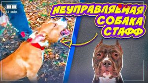Взрывной и неуправляемый Стафф