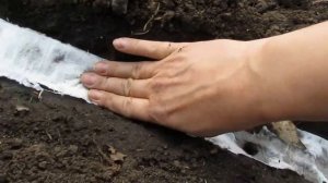 Четыре способа посадки моркови без прореживания .