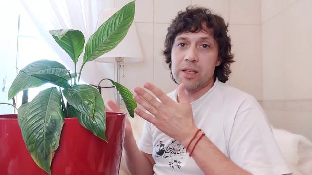 100% Спатифиллюм спасем на гидропонике