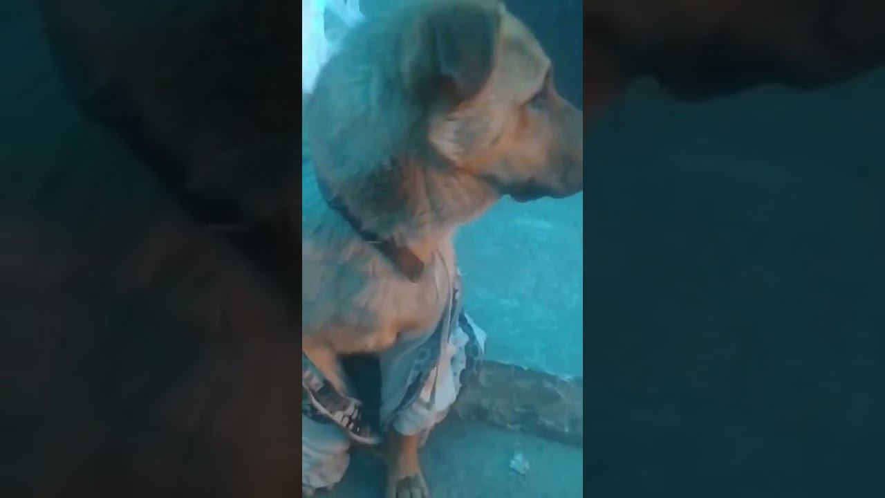 рексик приоделся #shorts #newvideo #shortsvideo #youtube #рекомендации