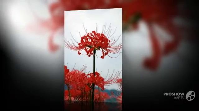 Lycoris - garden plants смотреть онлайн