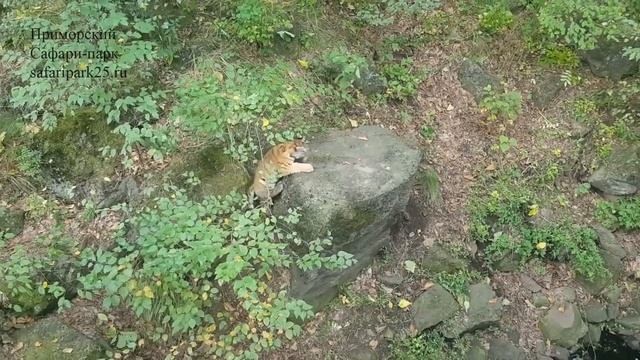 Амурские тигрята, дети знаменитого тигра Амура, подрастают в Приморском Сафари-парке. смотреть онлайн