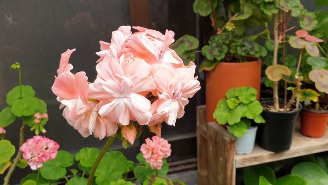 긴급조치 - 제라늄 꽃이 잘 안 핀다면 3가지만 점검하세요. смотреть онлайн