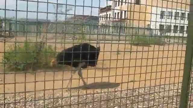Модельная походка страуса.AVI смотреть онлайн