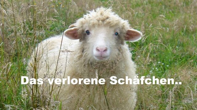 Das verlorene Schäfchen.. (Anschpiel)