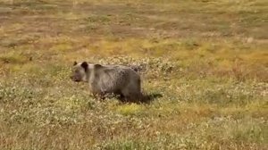 МЕДВЕДЬ АТАКУЕТ! Russian Bear attack me.