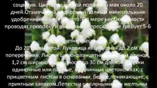 Многолетние цветы для сада Белоцветник  летний