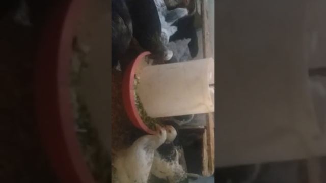 Выращивание цыплят в домашних условиях смотреть онлайн