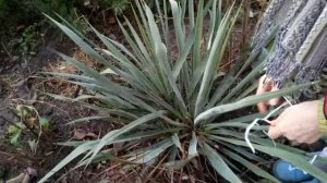 Подготовка Юкки к зиме