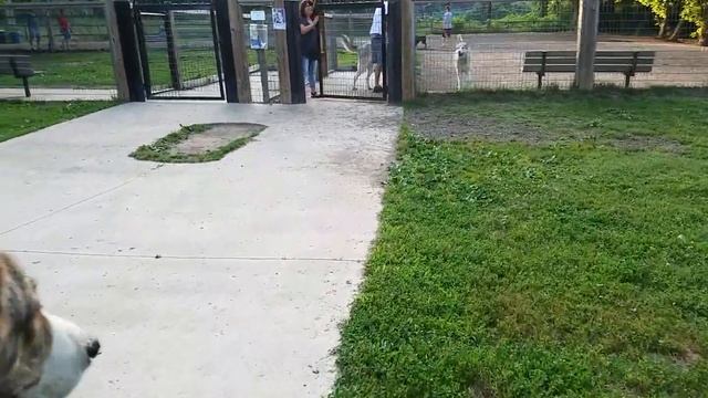 Реакция полуторагодовалого алабая на волков смотреть онлайн