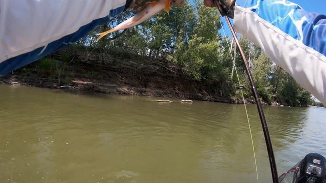 Обские будни. Привередливый хищник на сибирской реке. смотреть онлайн