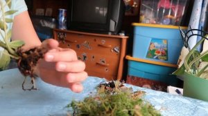 Реанимация Алоказии и Шеффлеры после залива