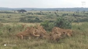 Животные и Электричество — Невероятные Случаи с Животными