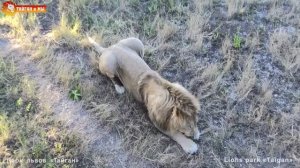 Увели Олежку ? Львы. Тайган. Lions life in Taigan.