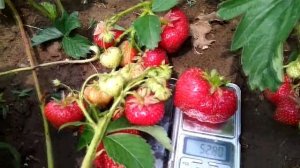 Клубника Соната. Выращивание клубники сорта Соната в Сибири