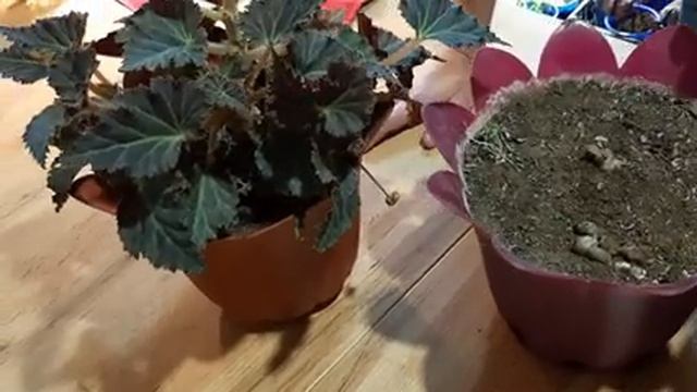 Как сохранить Бегонию Клубневую зимой???и как сохранить клубни.mp4 смотреть онлайн