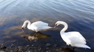 Белые лебеди Лебеди на реке, кормятся.