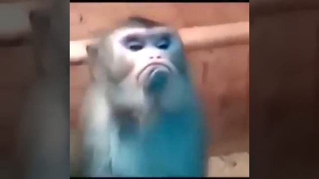 Обезьяна обиделась
