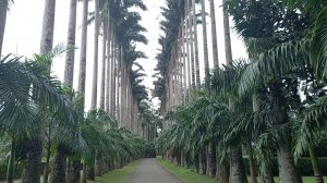 Королевские ботанические сады и храм Бахираваканда. Канди, Шри-Ланка.