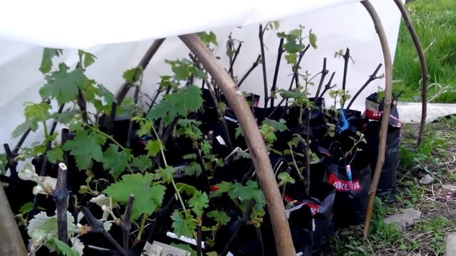 Саженцы винограда в контейнерах. Выносим на улицу и закаляем. смотреть онлайн