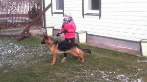 Стойка немецкой овчарки.
