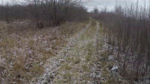 Охота с Русской пегой гончей на зайца # 32