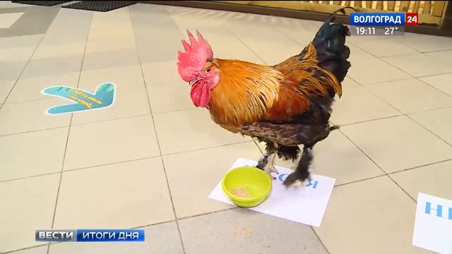 В Волгограде петушок Петя предсказал победу сборной Англии смотреть онлайн