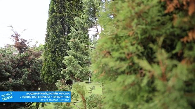 КИПАРИСОВИК ГОРОХОПЛОДНЫЙ БУЛЕВАРД | Ниваки | Nivaki Chamaecyparis pisifera Boulevard@user-qs3ui4et