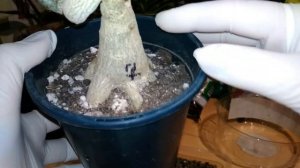 Укоренение черенков АДЕНИУМА (часть 1).