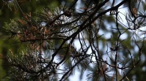 Длиннохвостые синицы