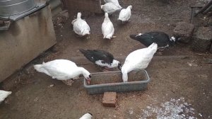 Индоутки. Во сколько месяцев нужно производить забой.