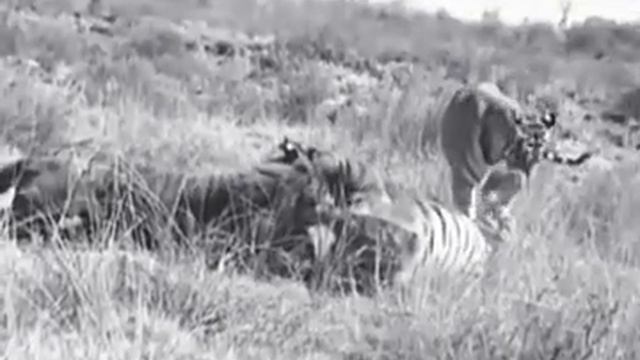 LOTUS. "eye of the tiger" смотреть онлайн